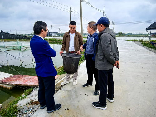 芯質(zhì)發(fā)展助力水產(chǎn)種業(yè)振興 畜牧獸醫(yī)局與農(nóng)業(yè)農(nóng)村局協(xié)同推進(jìn)畜牧漁業(yè)飼料銷售新篇章