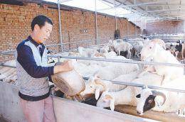 科學養羊 發家致富的綠色通道